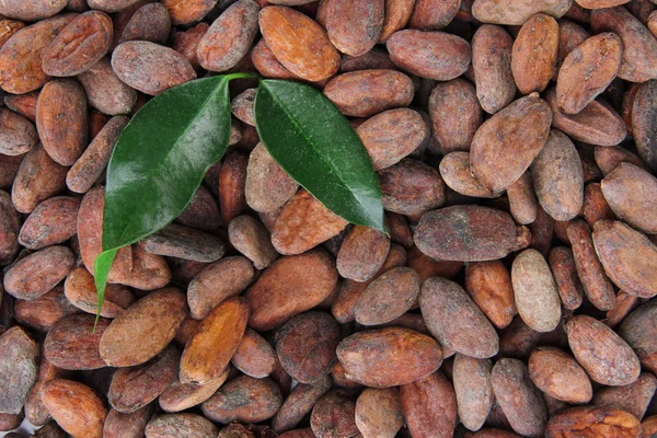 Cocoa beans with leaves, close up — Stock Photo, Image