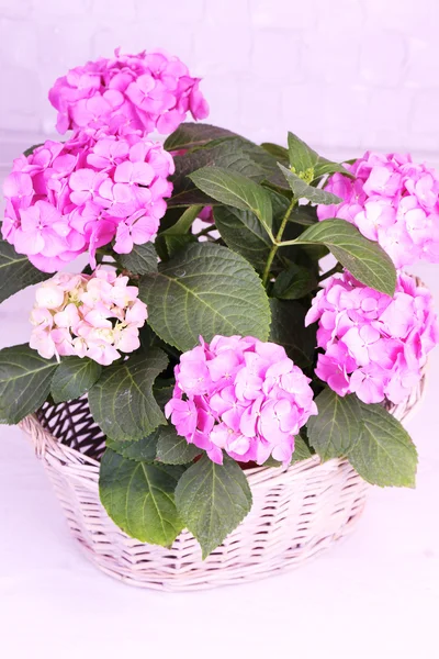 Hydrangea in basket on grey background — Stock Photo, Image