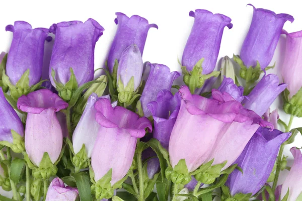 Prachtige wilde bloemen close-up — Stockfoto