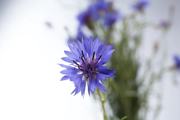 Hermosas flores silvestres sobre fondo claro — Foto de Stock