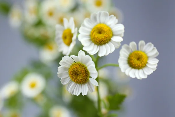 Lindas flores silvestres em fundo cinza — Fotografia de Stock