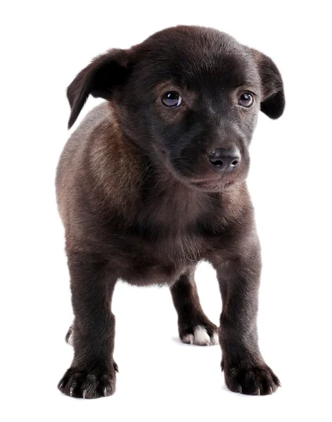 Cachorro divertido aislado en blanco — Foto de Stock