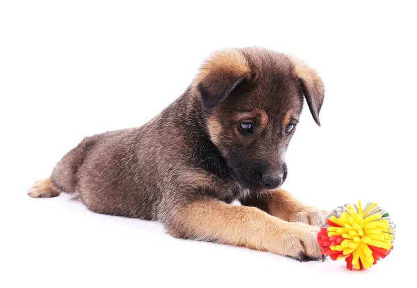 Pup, spelen met speelgoed geïsoleerd op wit — Stockfoto