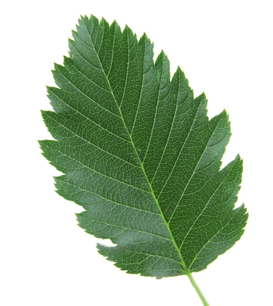 Groene leaf op witte achtergrond geïsoleerd — Stockfoto