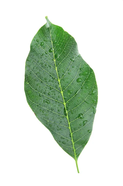 Walnut leaf on white background isolated — Stock Photo, Image