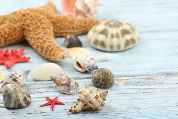 Seashells sul tavolo di legno, primo piano — Foto Stock