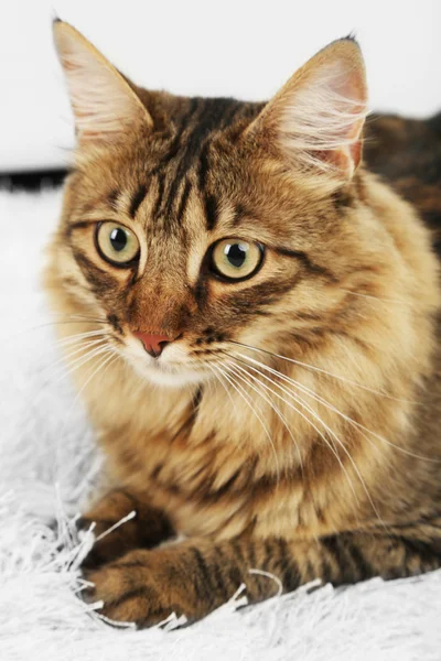 Schöne Katze auf Teppich liegend — Stockfoto