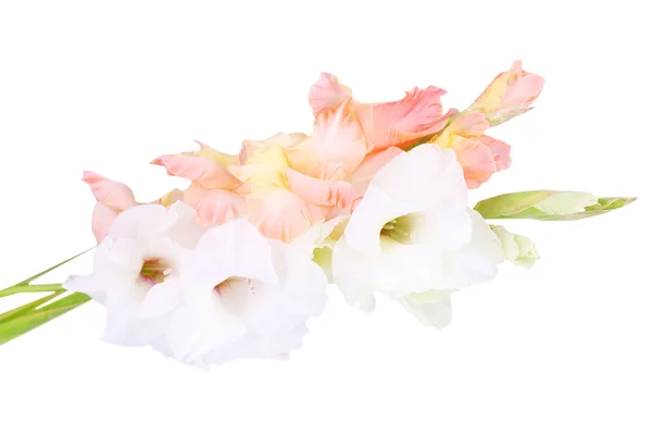Beautiful gladiolus flowers on light color background — Stockfoto