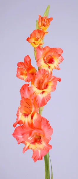 Belas flores gladiolus no fundo de cor clara — Fotografia de Stock