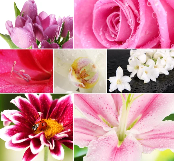 Collage of beautiful flowers with water drops — Stock Photo, Image