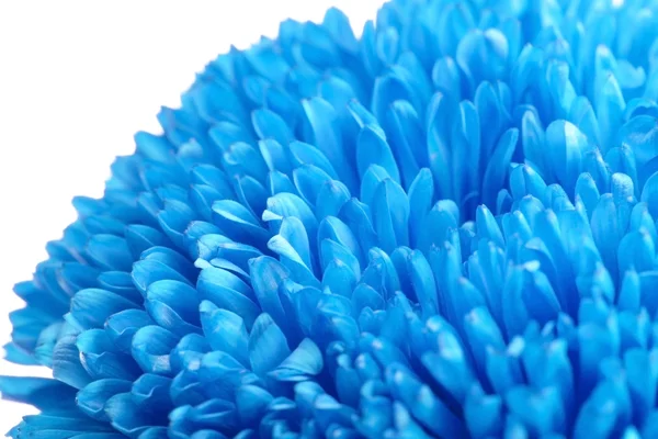 Beautiful blue flower, close up — Stock Photo, Image