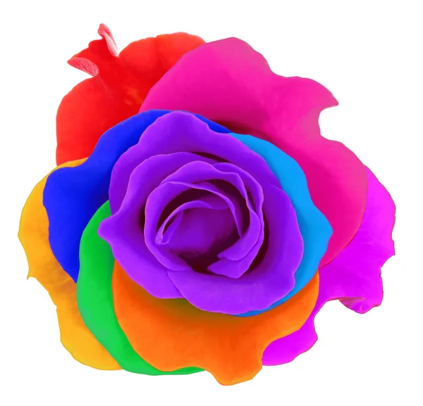 Rosa colorata, isolata su bianco — Foto Stock