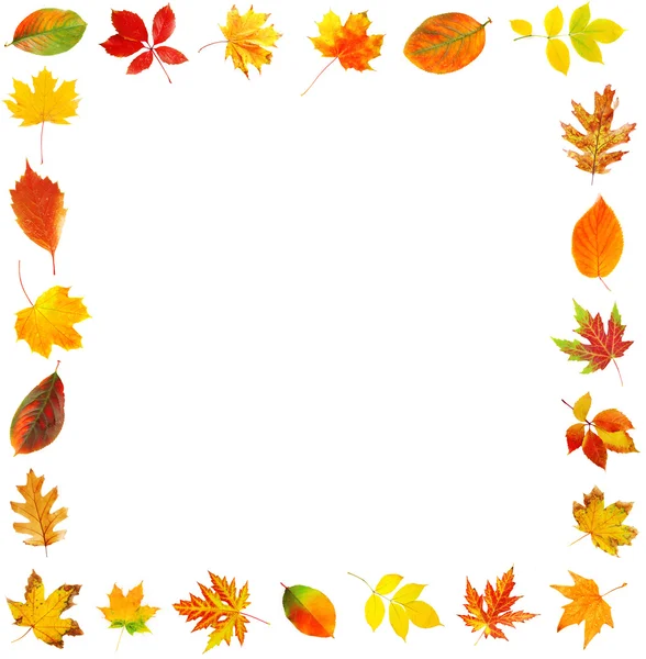 Frame of autumn leaves isolated on white — Stock Photo, Image