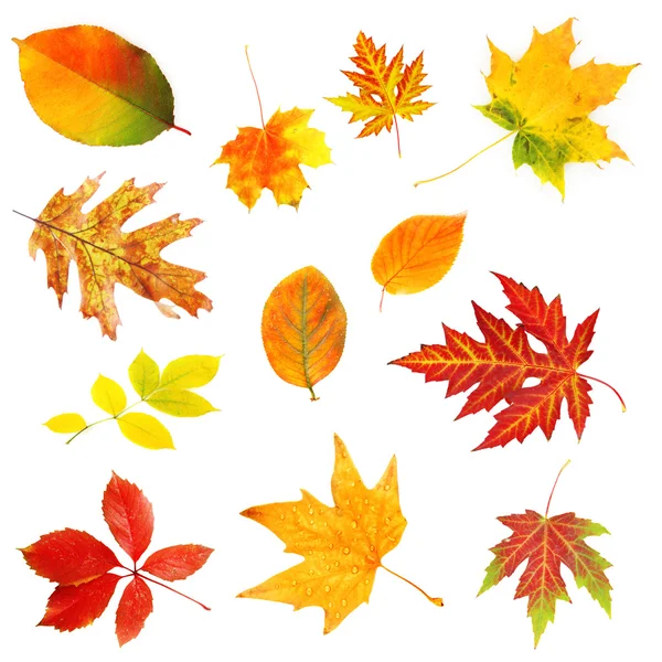 Hojas de otoño collage aislado en blanco — Stockfoto