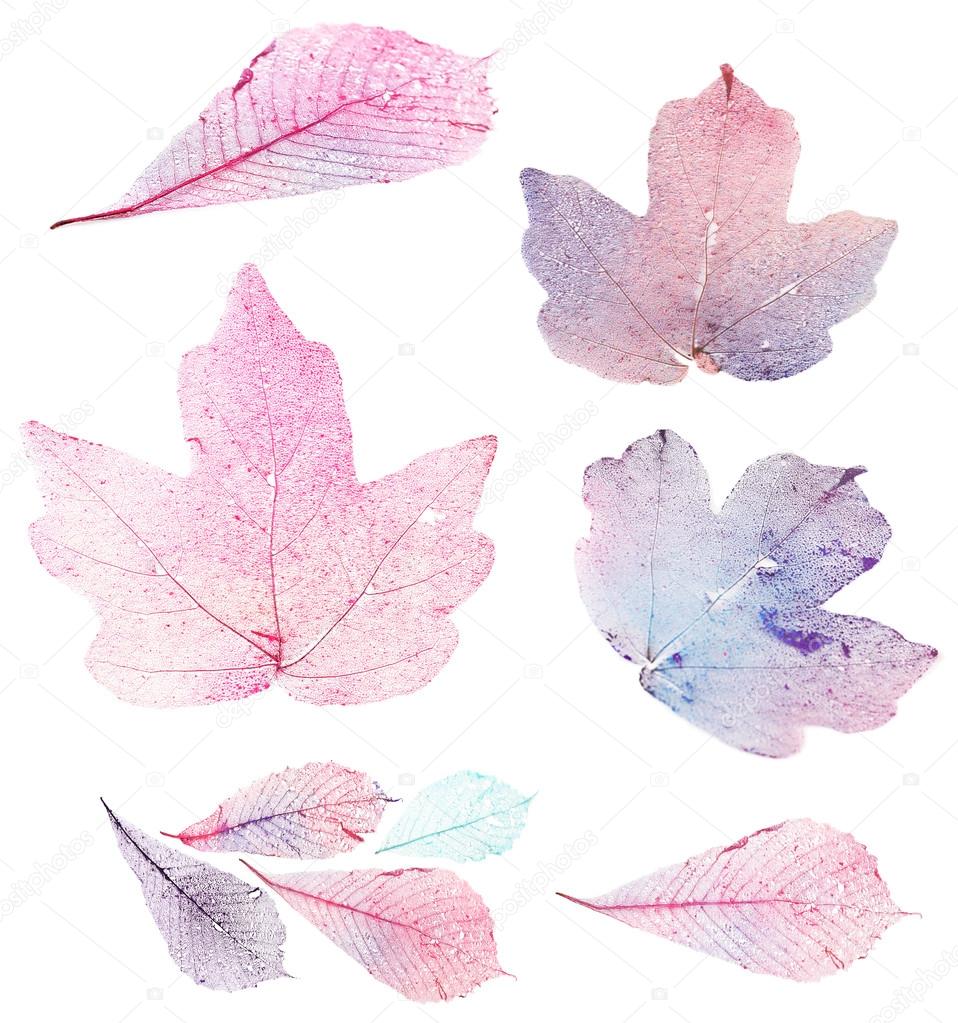 Transparent leaves isolated on white