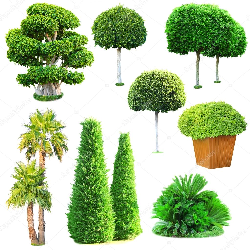 Collage of green trees and bushes isolated on white