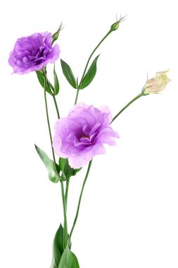 beyaz izole mor yapay eustoma