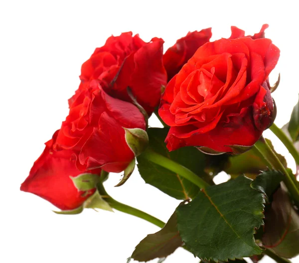 Bouquet of beautiful roses isolated on white — Stock Photo, Image