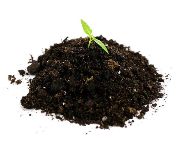 Green plant and soil, isolated on white — Stock Photo, Image