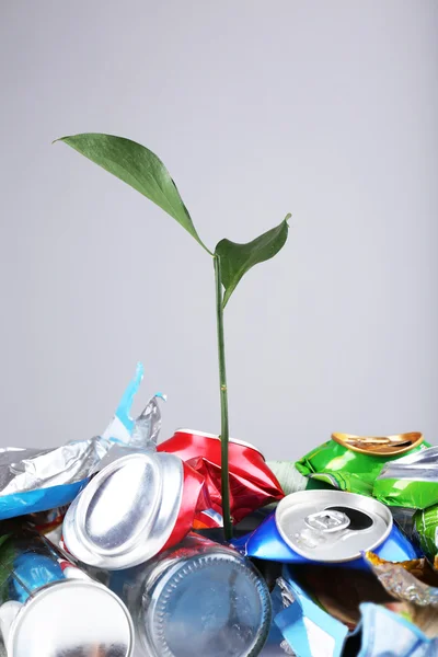 Planta verde creciendo entre latas sobre fondo gris — Foto de Stock
