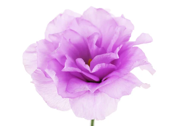 Eustoma artificiale viola, isolato su bianco — Foto Stock