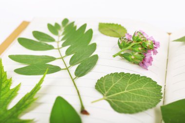 Bitkiler üzerinde kitap Kapa çeneni