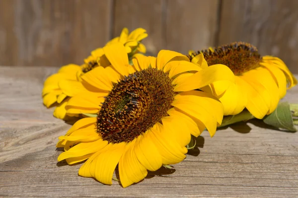 Beautiful sunflowers on bench — Stock Photo, Image