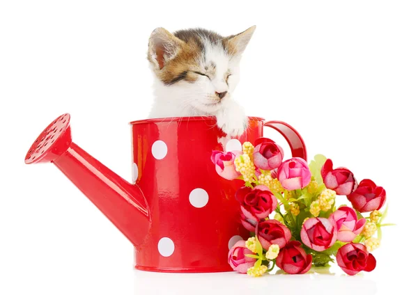 Little kitten in watering can — Stock Photo, Image