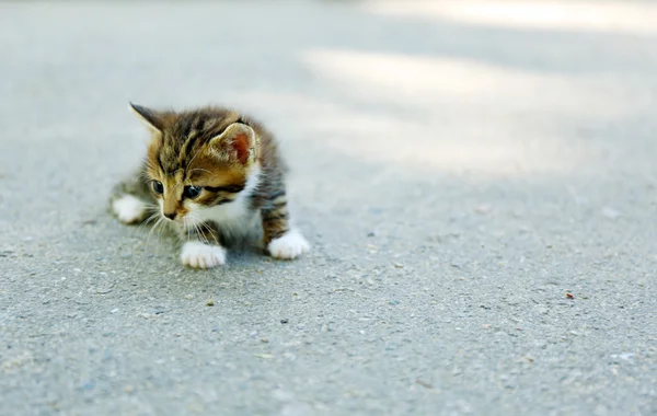 Kucing kecil yang lucu. — Stok Foto