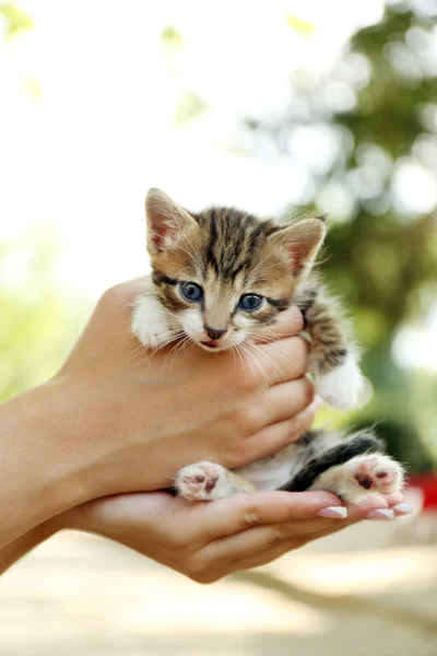 Милый маленький котенок в руках на открытом воздухе — стоковое фото