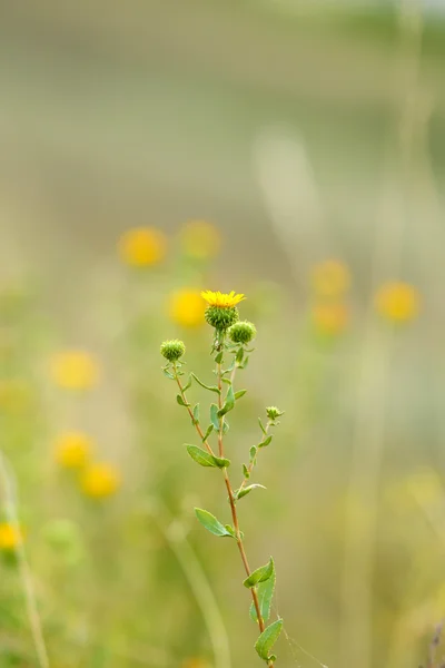 Hermosas flores en el campo —  Fotos de Stock