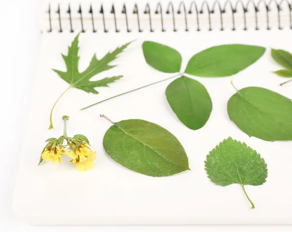 Opdrogen planten op notebook — Stockfoto