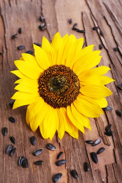 Sunflower with seeds on wooden background — Stock Photo, Image