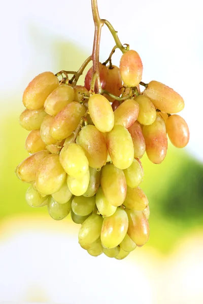 Um bando de uvas maduras — Fotografia de Stock