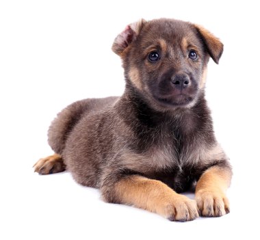 komik köpek yavrusu üzerinde beyaz izole