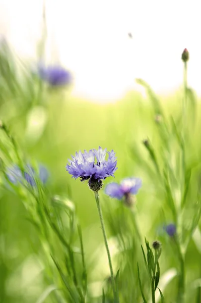 Beautiful cornflowers, outdoors — Stock Photo, Image