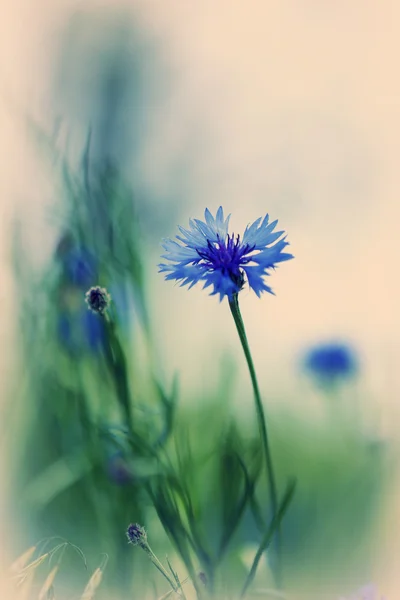 Mooie korenbloemen, buitenshuis — Stockfoto