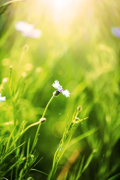 Lindas flores de milho, ao ar livre — Fotografia de Stock