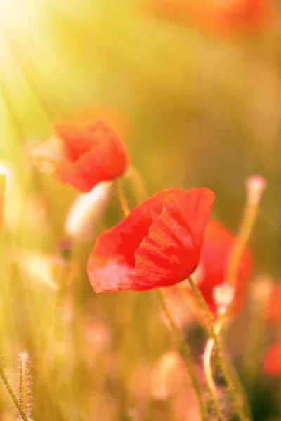 Flores de amapola, al aire libre —  Fotos de Stock