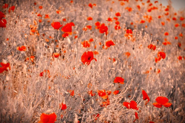 罂粟花户外 — 图库照片