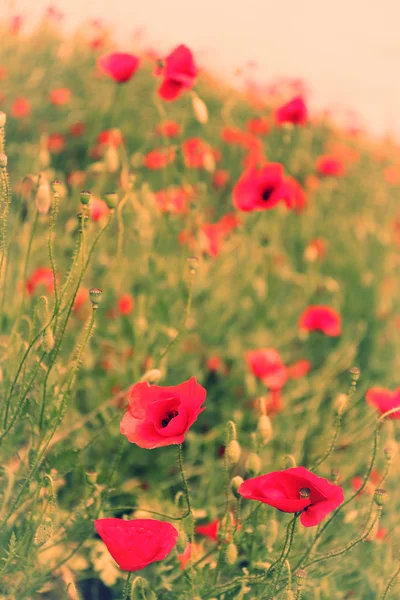 Flores de amapola, al aire libre — Foto de Stock