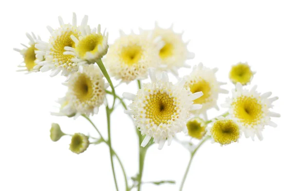 Beautiful wild flowers on light background — Stock Photo, Image