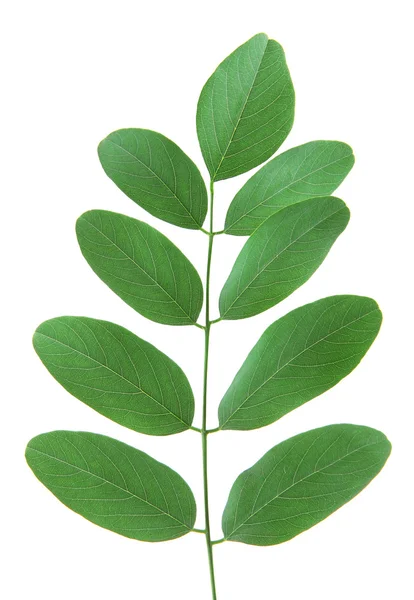 Almuerzo de acacia sobre fondo blanco aislado — Foto de Stock