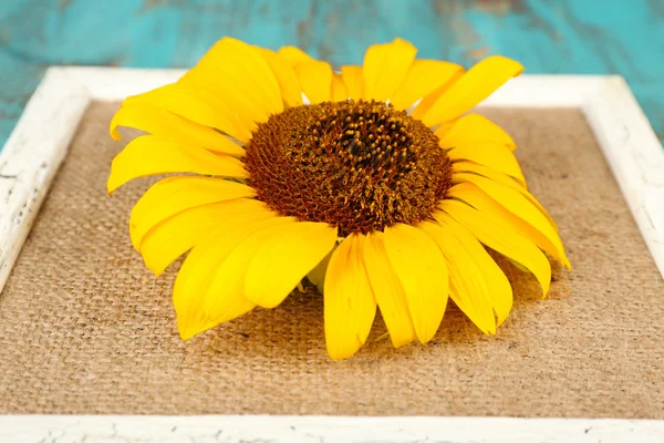 Beautiful sunflower on frame on wooden background — Stock Photo, Image