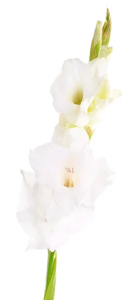 Hermosas flores de gladiolo sobre fondo de color claro —  Fotos de Stock