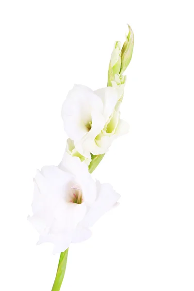 Vackra gladiolus blommor på ljus färgbakgrund — Stockfoto