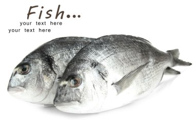 dorado balığı üzerinde beyaz izole