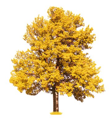 Sonbahar büyük yaşlı ağaç