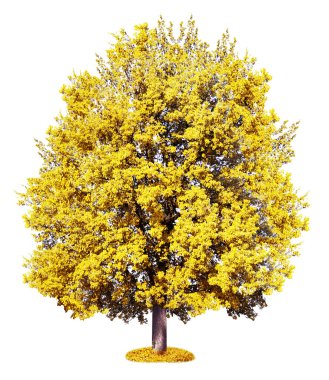 Sonbahar büyük yaşlı ağaç beyaz izole