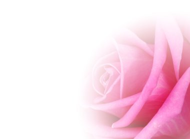 Beyaz üzerine izole edilmiş güzel pembe gül